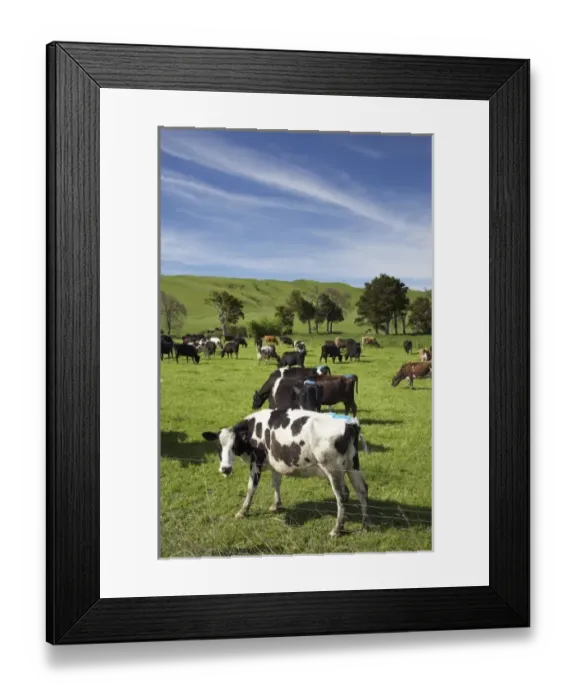 Framed Print : New Zealand, North Island, Wairarapa, Dairy Cows, near Woodville, Tararua District