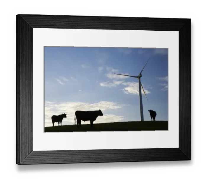 Framed Print : New Zealand, North Island, Manawatu, Wind Turbine and Cows, Te Apiti Wind Farm, Ruahine Framed Print : New Zealand, North Island, Manawatu, Wind Turbine and Cows, Te Apiti Wind Farm, Ruahine