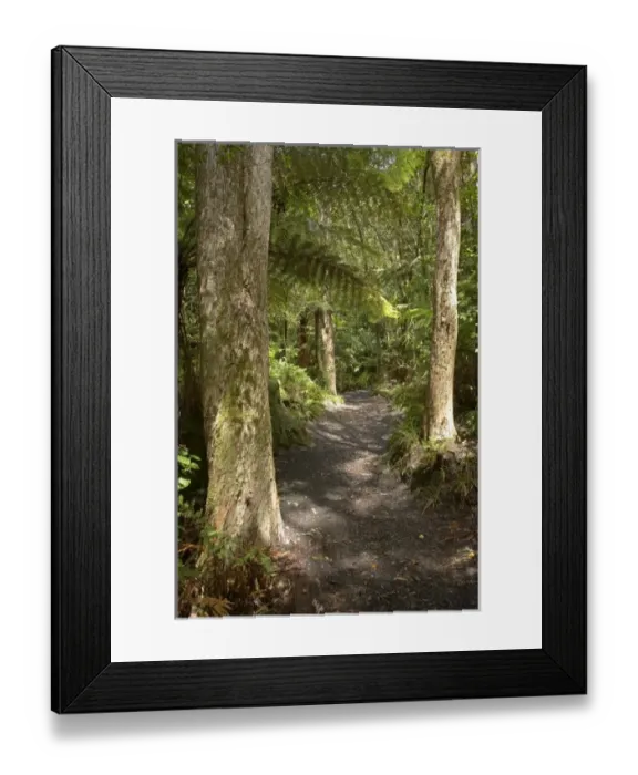 Framed Print : New Zealand Framed Print : New Zealand