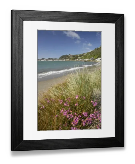 Framed Print : New Zealand, North Island, Wellington Harbour, Wildflowers, Worser Bay Framed Print : New Zealand, North Island, Wellington Harbour, Wildflowers, Worser Bay