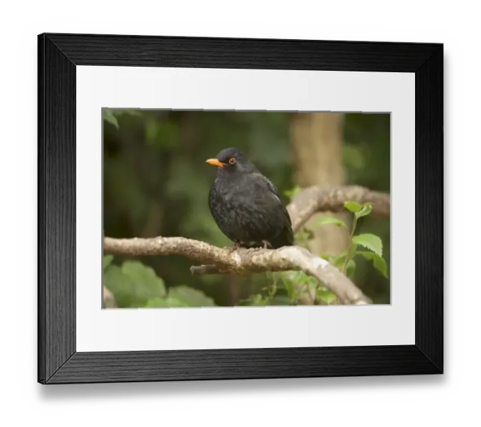 Framed Print : New Zealand Framed Print : New Zealand