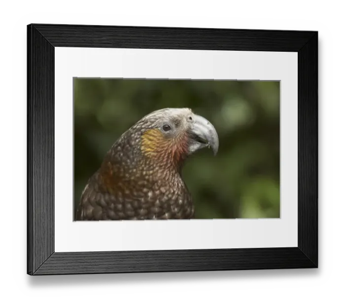 Framed Print : Kaka, (Nestor meridionalis), Karori Wildlife Sanctuary, Wellington, North Island Framed Print : Kaka, (Nestor meridionalis), Karori Wildlife Sanctuary, Wellington, North Island