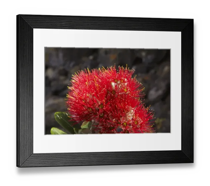 Framed Print : Pohutakawa Flowers, Mount Maunganui, Tauranga, Bay of Plenty, North Island, New Zealand Framed Print : Pohutakawa Flowers, Mount Maunganui, Tauranga, Bay of Plenty, North Island, New Zealand