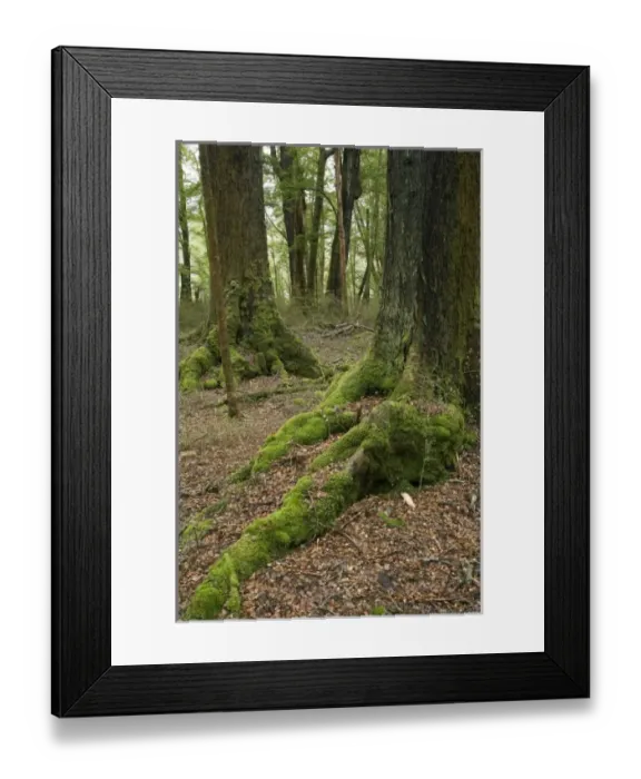 Framed Print : New Zealand Framed Print : New Zealand
