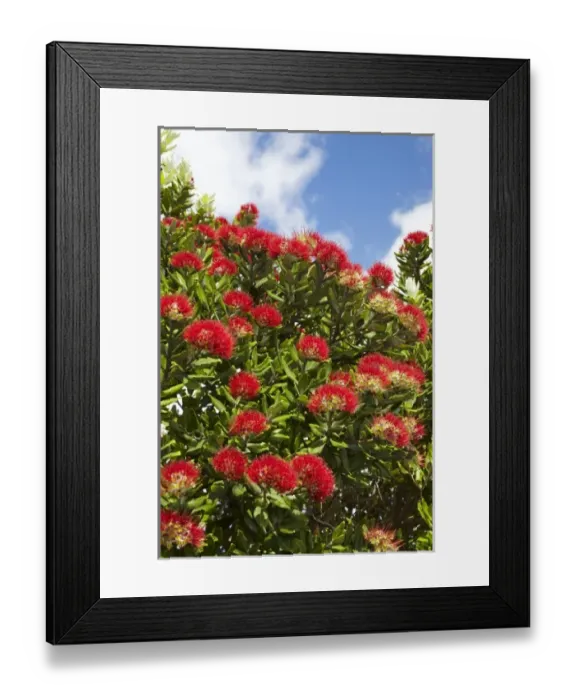 Framed Print : Pohutakawa Flowers, Mount Maunganui, Tauranga, Bay of Plenty, North Island, New Zealand Framed Print : Pohutakawa Flowers, Mount Maunganui, Tauranga, Bay of Plenty, North Island, New Zealand