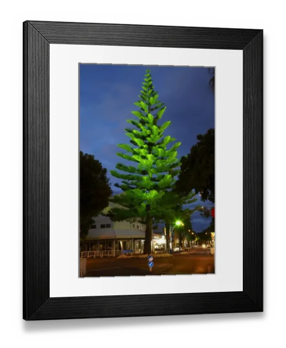 Framed Print : Norfolk Pine Tree at Night, Mount Maunganui, Tauranga, Bay of Plenty, North Island Framed Print : Norfolk Pine Tree at Night, Mount Maunganui, Tauranga, Bay of Plenty, North Island