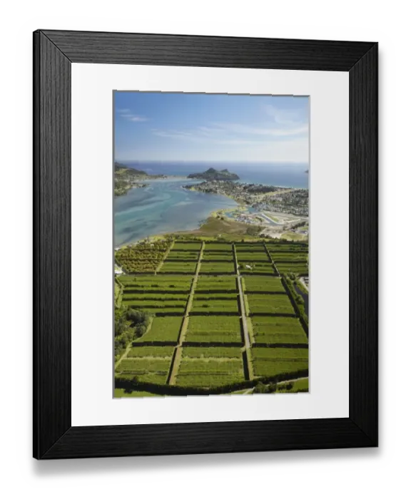 Framed Print : Kiwifruit Orchard, Pauanui, and Tairua Harbour, Coromandel Peninsula, North Island Framed Print : Kiwifruit Orchard, Pauanui, and Tairua Harbour, Coromandel Peninsula, North Island