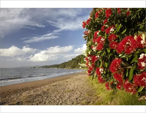 Pohutukawa Tree in Bloom, Thornton Bay, Thames Coast, Coromandel Peninsula, North Island