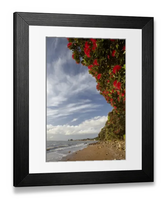 Framed Print : Pohutukawa Tree in bloom, Thornton Bay, Thames Coast, Coromandel Peninsula, North Island Framed Print : Pohutukawa Tree in bloom, Thornton Bay, Thames Coast, Coromandel Peninsula, North Island