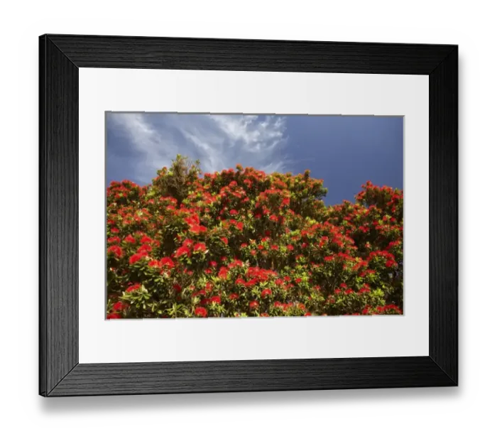 Framed Print : Pohutukawa Tree in Bloom, Thames Coast, Coromandel Peninsula, North Island, New Zealand Framed Print : Pohutukawa Tree in Bloom, Thames Coast, Coromandel Peninsula, North Island, New Zealand