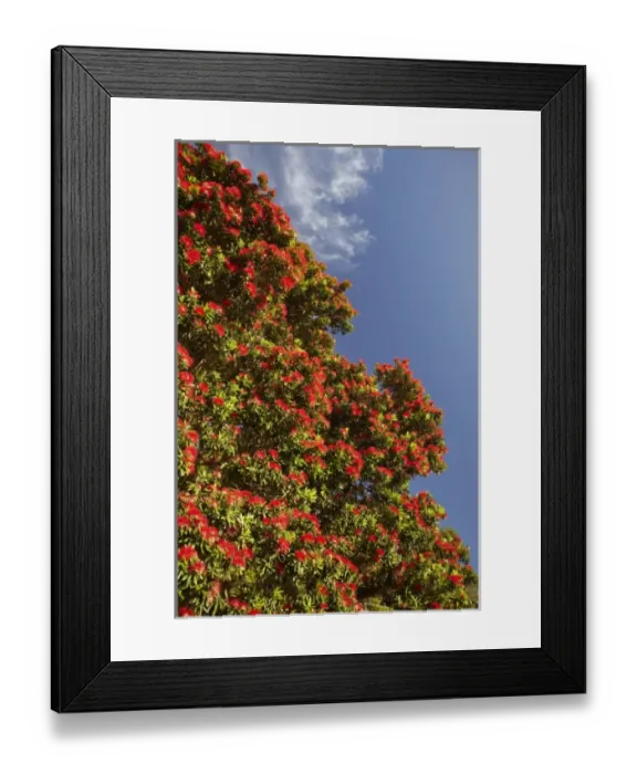 Framed Print : Pohutukawa Tree in Bloom, Thames Coast, Coromandel Peninsula, North Island, New Zealand
