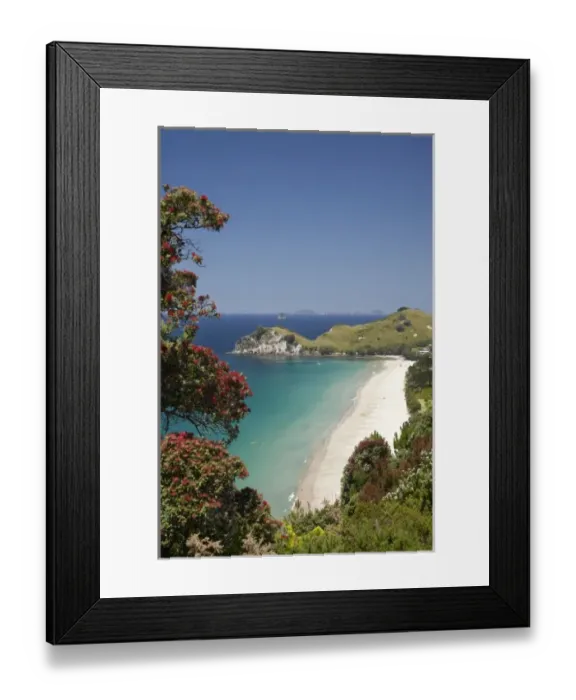 Framed Print : Pohutukawa Tree in Bloom and Hahei, Coromandel Peninsula, North Island, New Zealand Framed Print : Pohutukawa Tree in Bloom and Hahei, Coromandel Peninsula, North Island, New Zealand