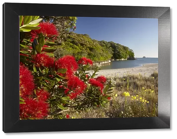 Pohutukawa Flowers, Cooks Beach, Coromandel Peninsula, North Island, New Zealand