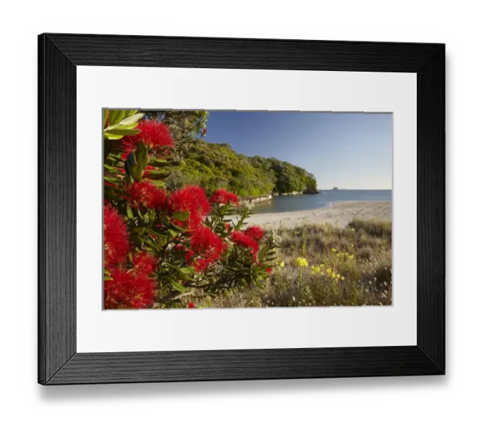 Framed Print : Pohutukawa Flowers, Cooks Beach, Coromandel Peninsula, North Island, New Zealand Framed Print : Pohutukawa Flowers, Cooks Beach, Coromandel Peninsula, North Island, New Zealand