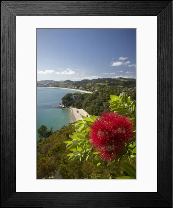 Framed Print : Pohutukawa Flower, Lonely Bay and Cooks Beach, Coromandel Peninsula, North Island Framed Print : Pohutukawa Flower, Lonely Bay and Cooks Beach, Coromandel Peninsula, North Island
