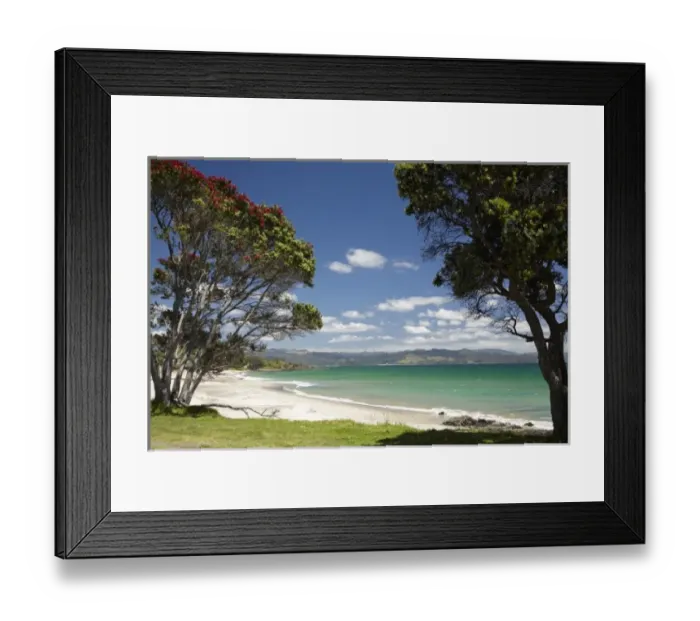 Framed Print : Pohutukawa tree and beach, Kuaotunu, Coromandel Peninsula, North Island, New Zealand Framed Print : Pohutukawa tree and beach, Kuaotunu, Coromandel Peninsula, North Island, New Zealand