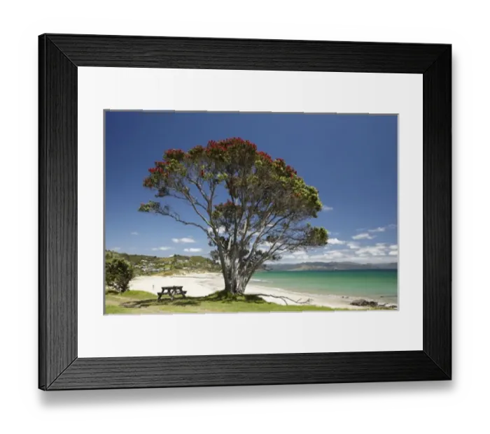 Framed Print : Pohutukawa tree and beach, Kuaotunu, Coromandel Peninsula, North Island, New Zealand Framed Print : Pohutukawa tree and beach, Kuaotunu, Coromandel Peninsula, North Island, New Zealand
