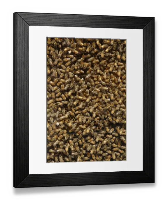 Framed Print : Bees in Beehive, Coromandel Peninsula, North Island, New Zealand