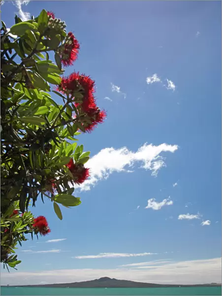 Pohutukawa Tree, Mission Bay and Rangitoto Island, Auckland, North Island, New Zealand