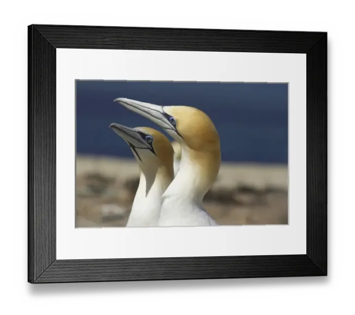 Framed Print : New Zealand