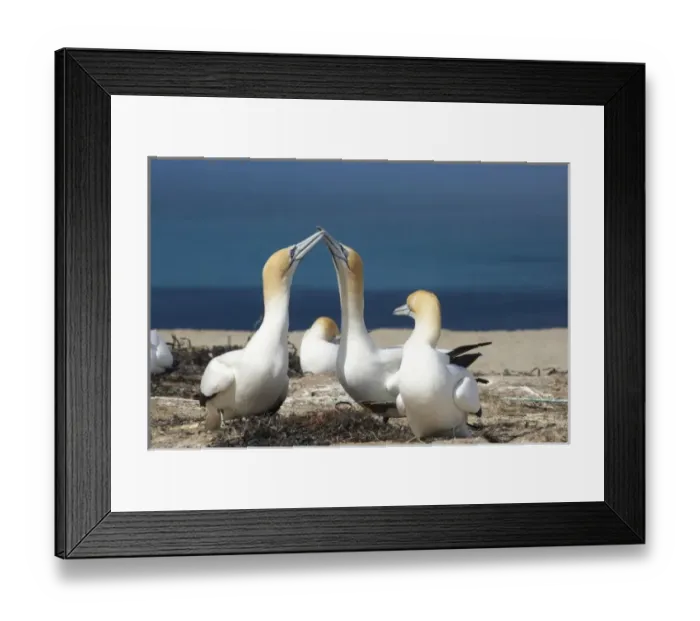 Framed Print : Australasian Gannets ( Morus serrator ), Cape Kidnappers Gannet Colony, Hawkes Bay