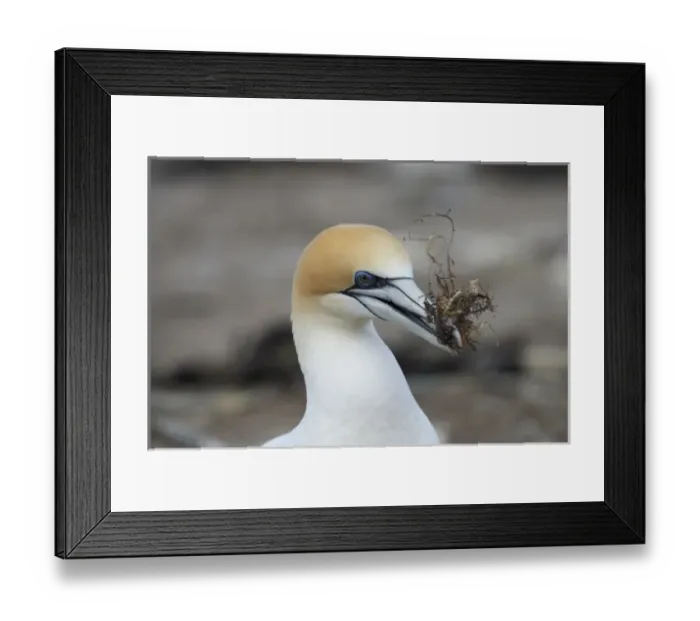 Framed Print : Australasian Gannet ( Morus serrator ), Cape Kidnappers Gannet Colony, Hawkes Bay Framed Print : Australasian Gannet ( Morus serrator ), Cape Kidnappers Gannet Colony, Hawkes Bay