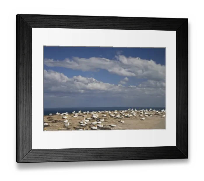 Framed Print : Australasian Gannets ( Morus serrator ), Cape Kidnappers Gannet Colony, Hawkes Bay Framed Print : Australasian Gannets ( Morus serrator ), Cape Kidnappers Gannet Colony, Hawkes Bay