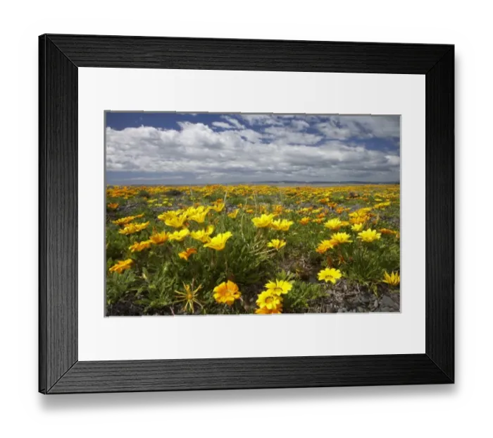 Framed Print : New Zealand Framed Print : New Zealand