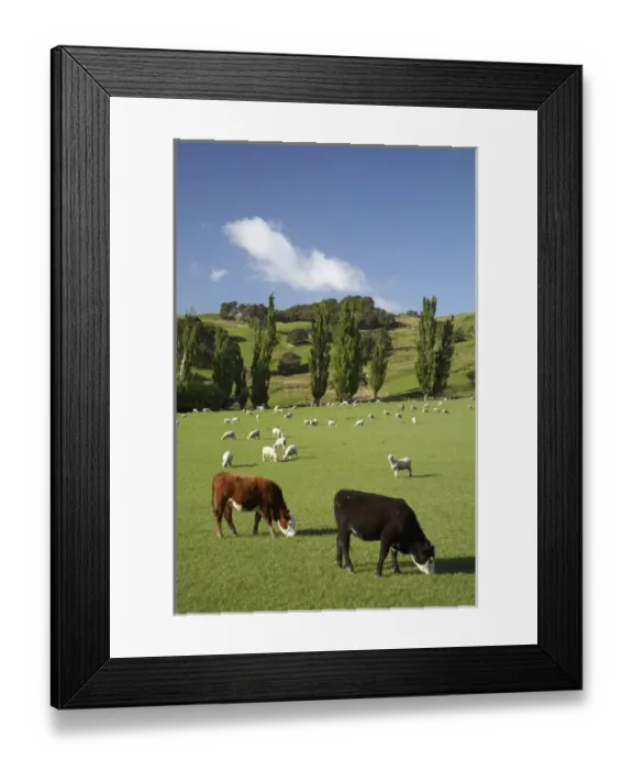 Framed Print : New Zealand
