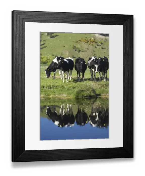 Framed Print : Cows reflected in canal, Henley, Taieri Plain, near Dunedin, Otago, South Island