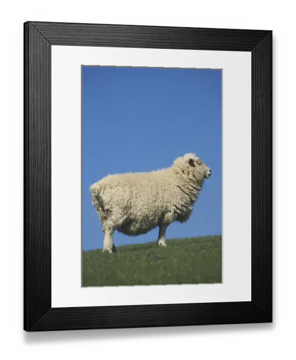 Framed Print : Sheep, Scroggs Hill, near Dunedin, South Island, New Zealand