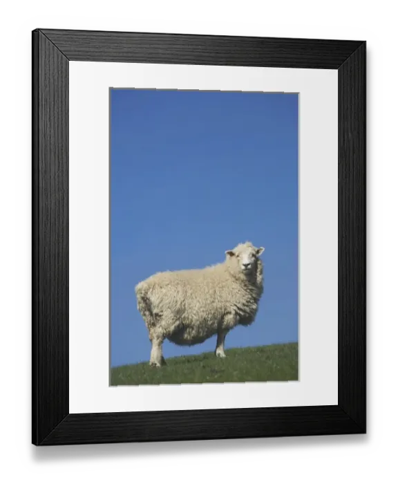 Framed Print : Sheep, Scroggs Hill, near Dunedin, South Island, New Zealand Framed Print : Sheep, Scroggs Hill, near Dunedin, South Island, New Zealand