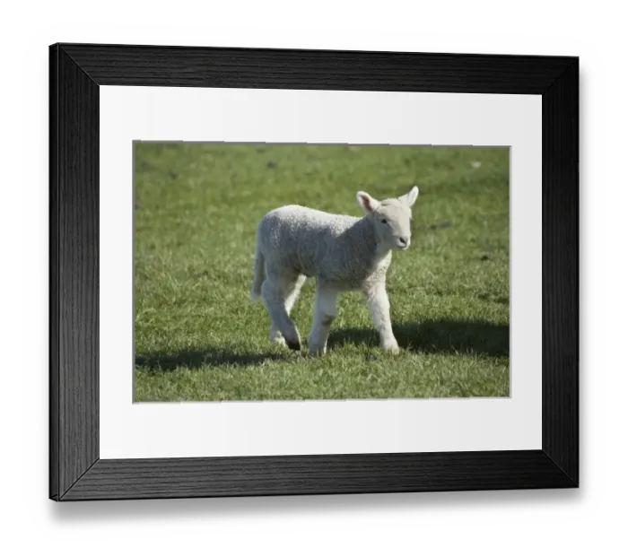 Framed Print : Lamb, near Dunedin, Otago, South Island, New Zealand Framed Print : Lamb, near Dunedin, Otago, South Island, New Zealand