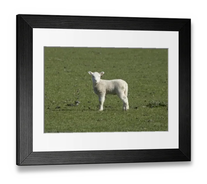 Framed Print : Lamb, near Dunedin, Otago, South Island, New Zealand Framed Print : Lamb, near Dunedin, Otago, South Island, New Zealand