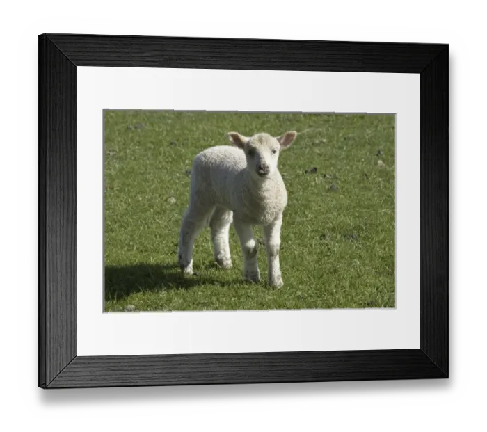 Framed Print : Lamb, near Dunedin, Otago, South Island, New Zealand
