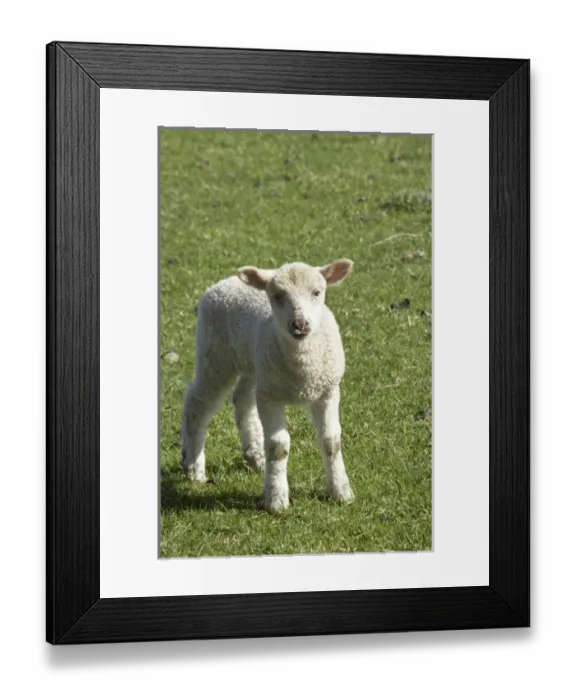 Framed Print : New Zealand Framed Print : New Zealand