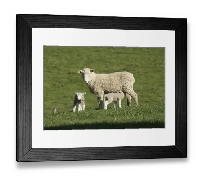 Framed Print : New Zealand Framed Print : New Zealand