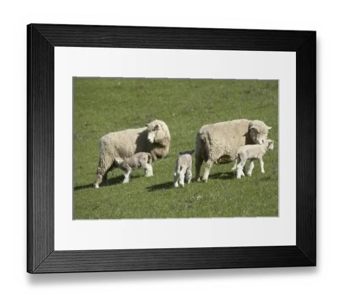 Framed Print : Sheep and Lambs, near Dunedin, Otago, South Island, New Zealand Framed Print : Sheep and Lambs, near Dunedin, Otago, South Island, New Zealand