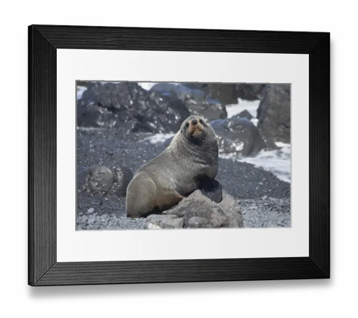 Framed Print : New Zealand Fur Seal ( Arctocephalus forsteri ), Ngawi, Wairarapa, North Island Framed Print : New Zealand Fur Seal ( Arctocephalus forsteri ), Ngawi, Wairarapa, North Island