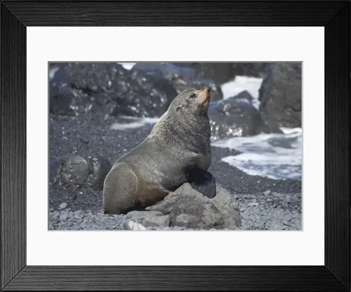 Framed Print : New Zealand Fur Seal ( Arctocephalus forsteri ), Ngawi, Wairarapa, North Island Framed Print : New Zealand Fur Seal ( Arctocephalus forsteri ), Ngawi, Wairarapa, North Island