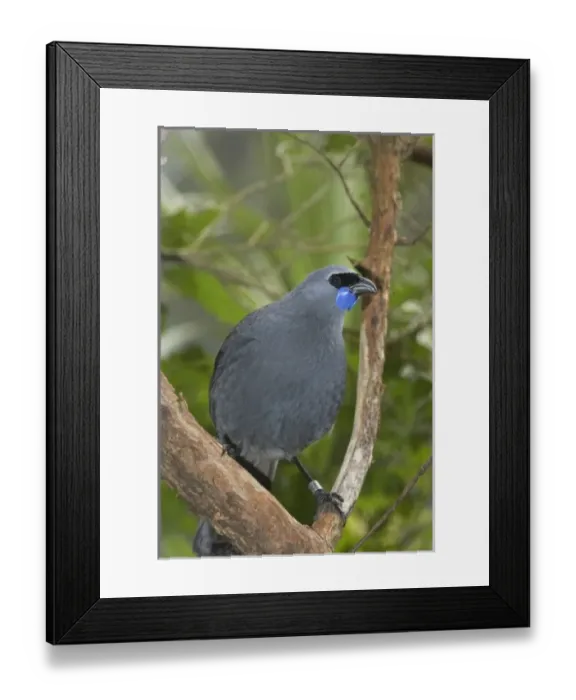 Framed Print : New Zealand Framed Print : New Zealand