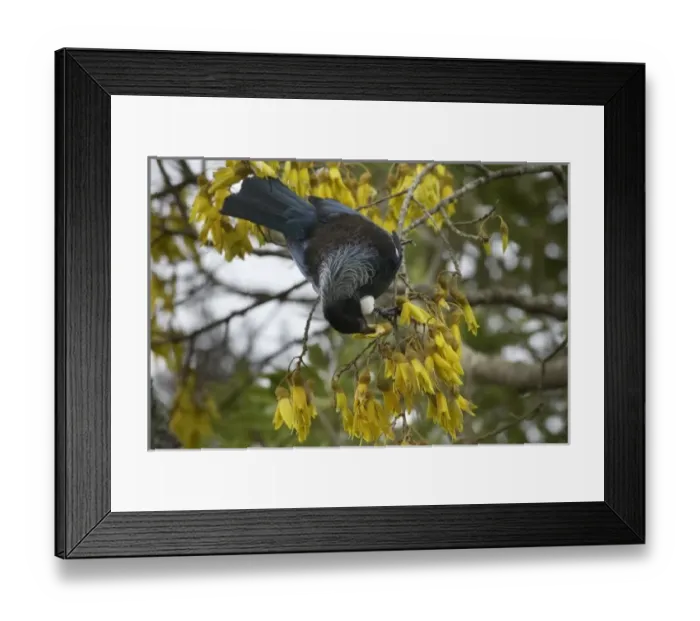 Framed Print : New Zealand Framed Print : New Zealand
