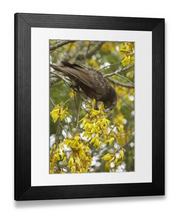 Framed Print : New Zealand Framed Print : New Zealand