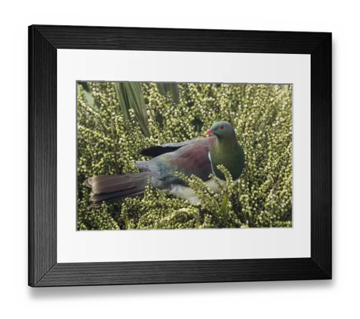 Framed Print : New Zealand Pigeon, Kereru (Hemiphaga novaseelandiae) feeding on seeds in Cabbage Tree