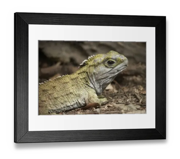 Framed Print : New Zealand Framed Print : New Zealand