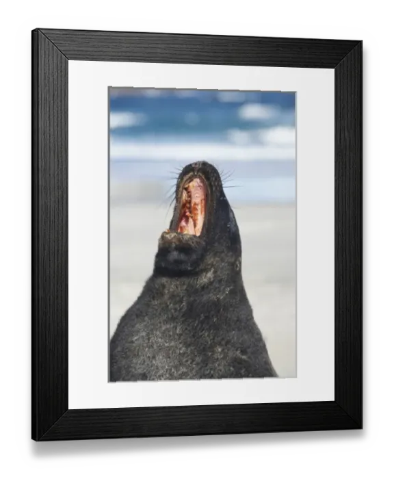 Framed Print : New Zealand Sea Lion Bull (Phocarctos hookeri), Sandfly Bay, Otago Peninsula, Dunedin