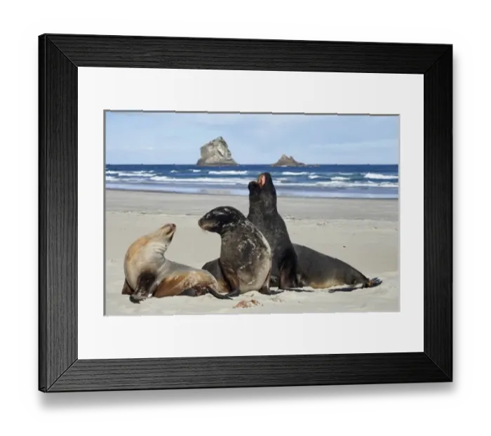 Framed Print : New Zealand Sea Lion Bull, Cow, and Juvenile (Phocarctos hookeri), Sandfly Bay, Otago Peninsula Framed Print : New Zealand Sea Lion Bull, Cow, and Juvenile (Phocarctos hookeri), Sandfly Bay, Otago Peninsula