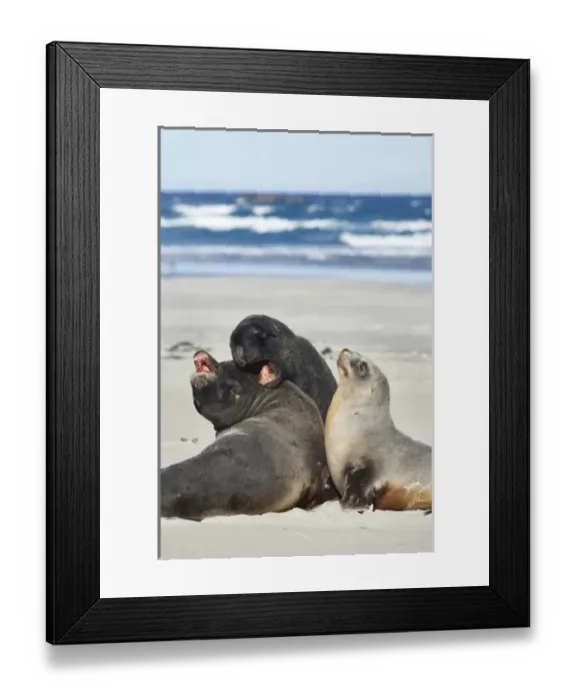 Framed Print : New Zealand Sea Lion Bull, Cow, and Juvenile (Phocarctos hookeri), Sandfly Bay, Otago Peninsula Framed Print : New Zealand Sea Lion Bull, Cow, and Juvenile (Phocarctos hookeri), Sandfly Bay, Otago Peninsula