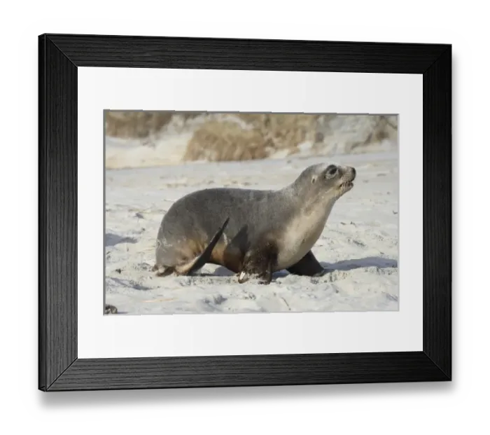 Framed Print : New Zealand Framed Print : New Zealand