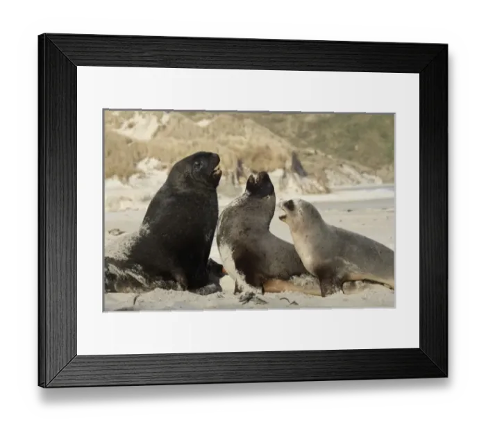 Framed Print : New Zealand